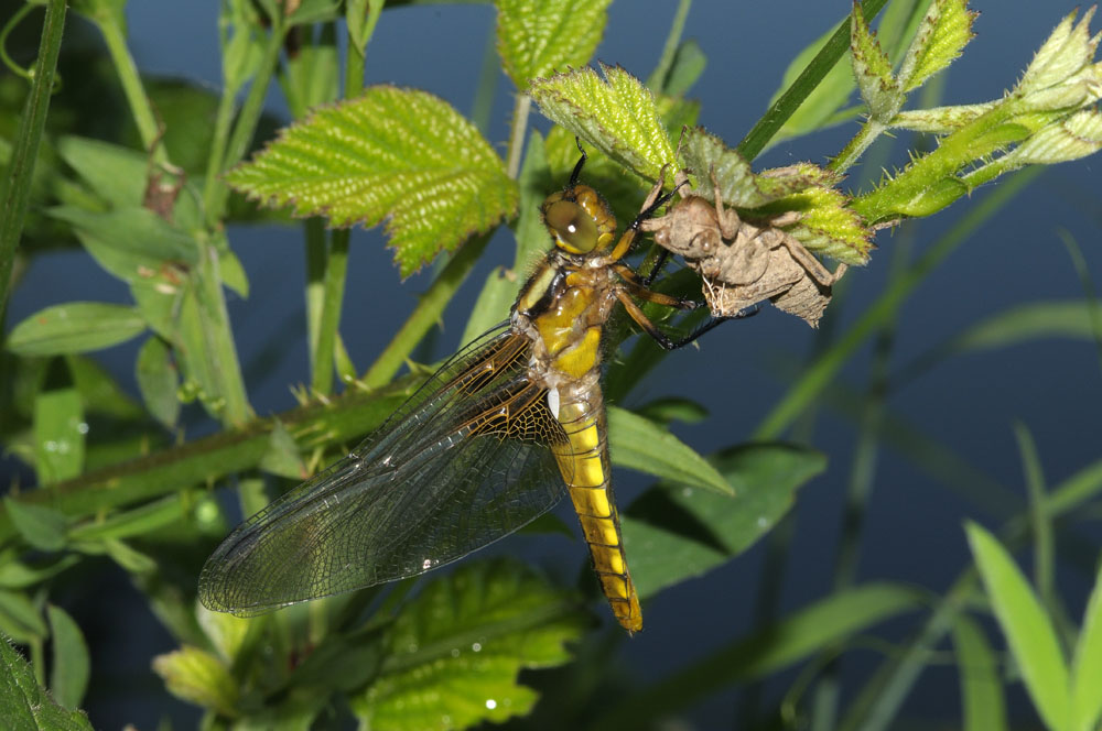 Libellula neosfarfallata - Libellula depressa f